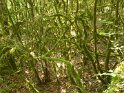 2018-09-18 10-16-14 Rando Combas MBo